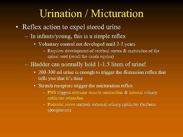 Urination / Micturation • Reflex action to expel stored urine – In infants/young, this