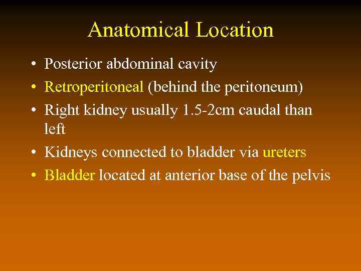 Anatomical Location • Posterior abdominal cavity • Retroperitoneal (behind the peritoneum) • Right kidney