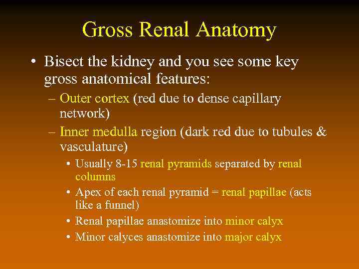 Gross Renal Anatomy • Bisect the kidney and you see some key gross anatomical