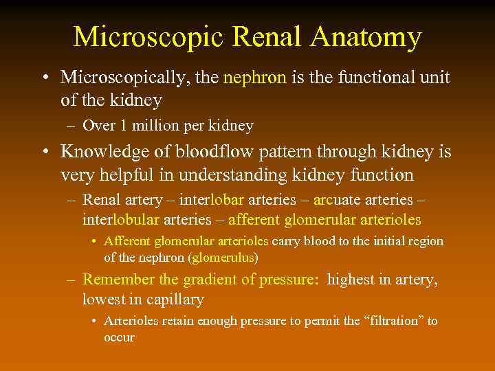 Microscopic Renal Anatomy • Microscopically, the nephron is the functional unit of the kidney