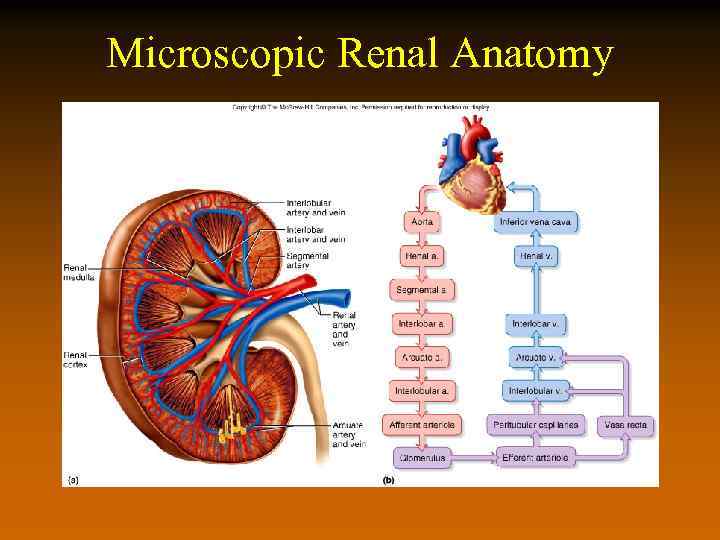 Microscopic Renal Anatomy 