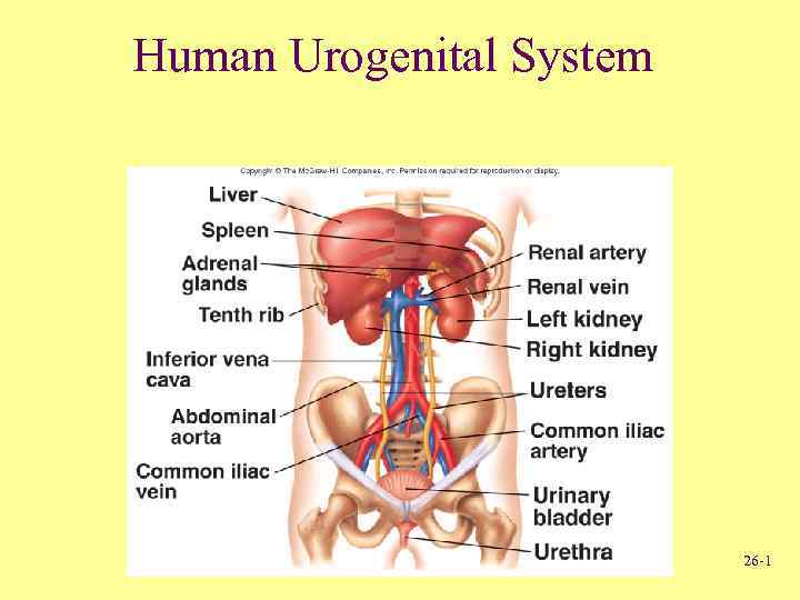 Human Urogenital System 26 -1 