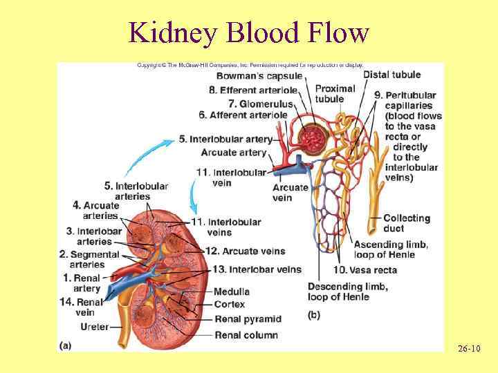 Kidney Blood Flow 26 -10 