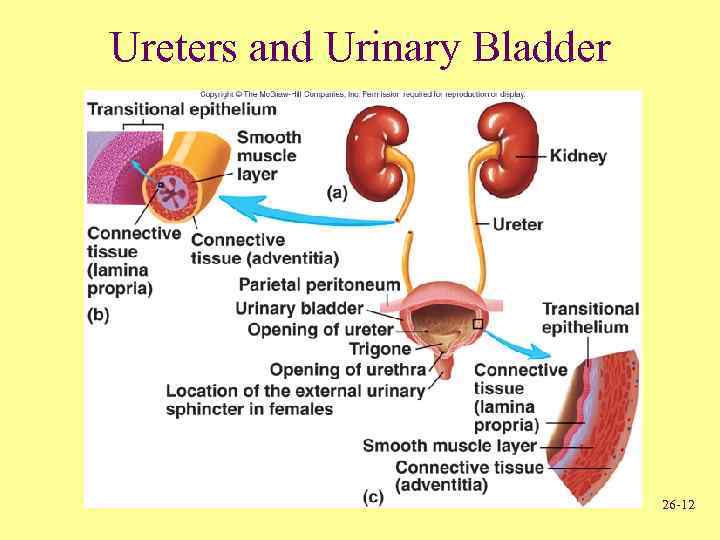 Human Urogenital System 26 -1 Urogenital System