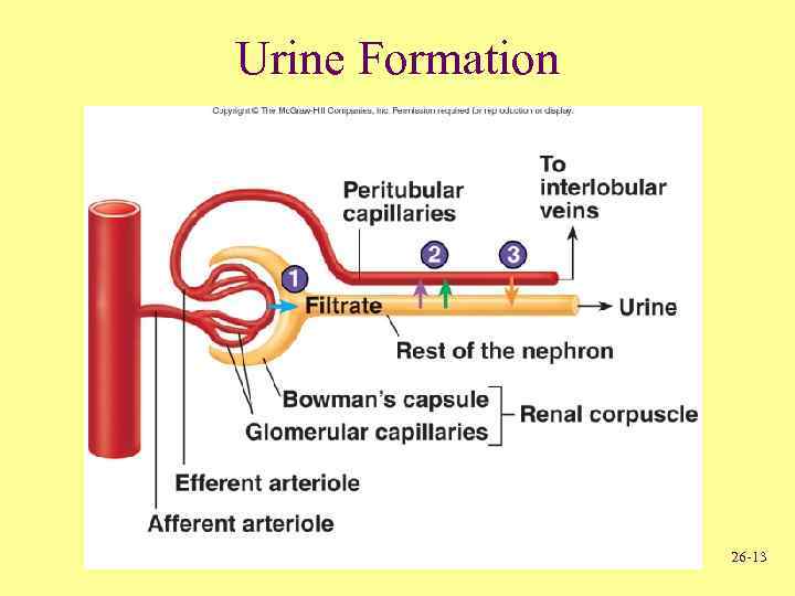 Urine Formation 26 -13 