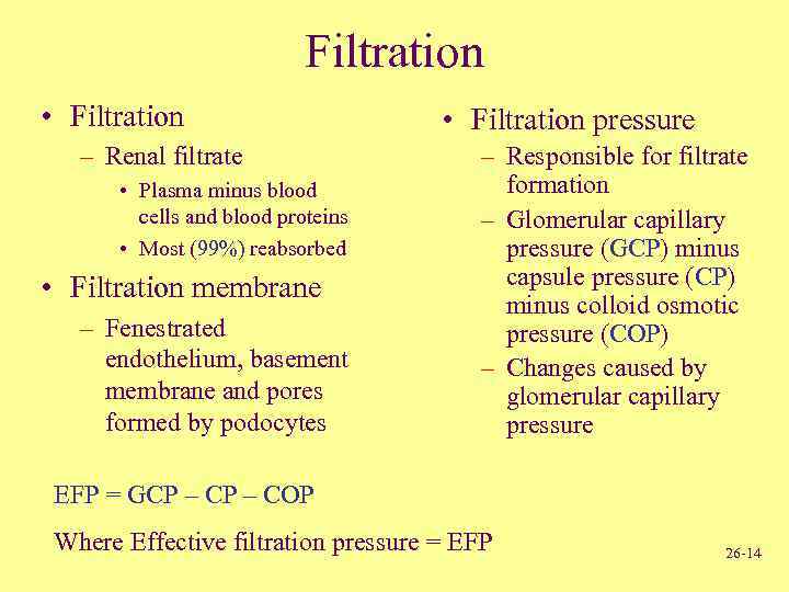 Filtration • Filtration – Renal filtrate • Plasma minus blood cells and blood proteins