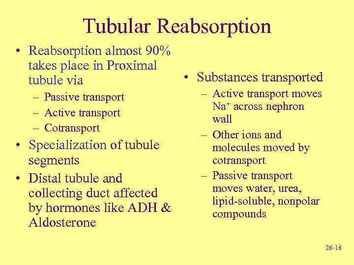 Tubular Reabsorption • Reabsorption almost 90% takes place in Proximal • Substances transported tubule