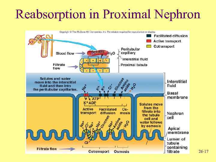 Reabsorption in Proximal Nephron 26 -17 