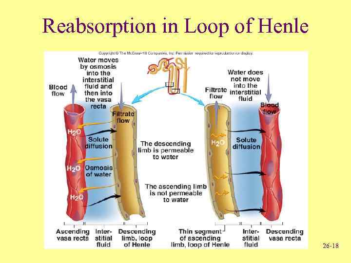 Reabsorption in Loop of Henle 26 -18 