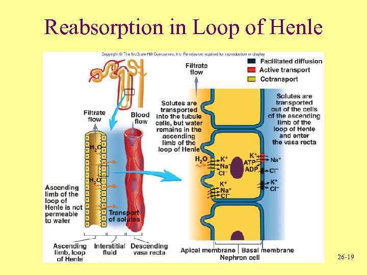 Reabsorption in Loop of Henle 26 -19 