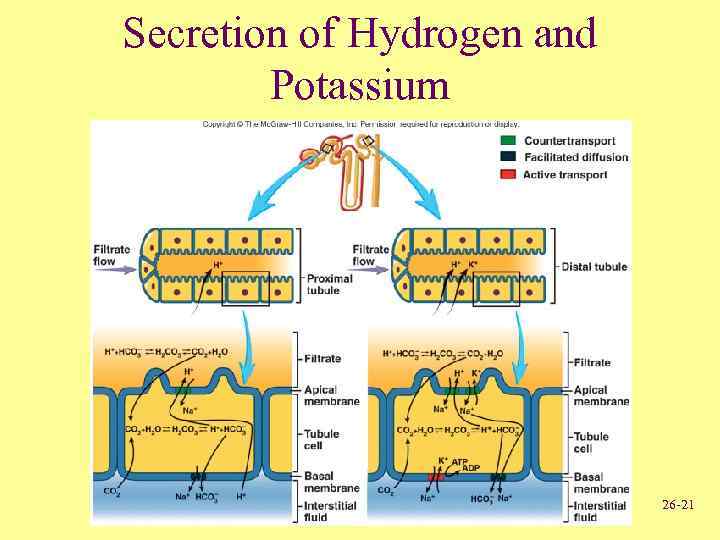 Secretion of Hydrogen and Potassium 26 -21 