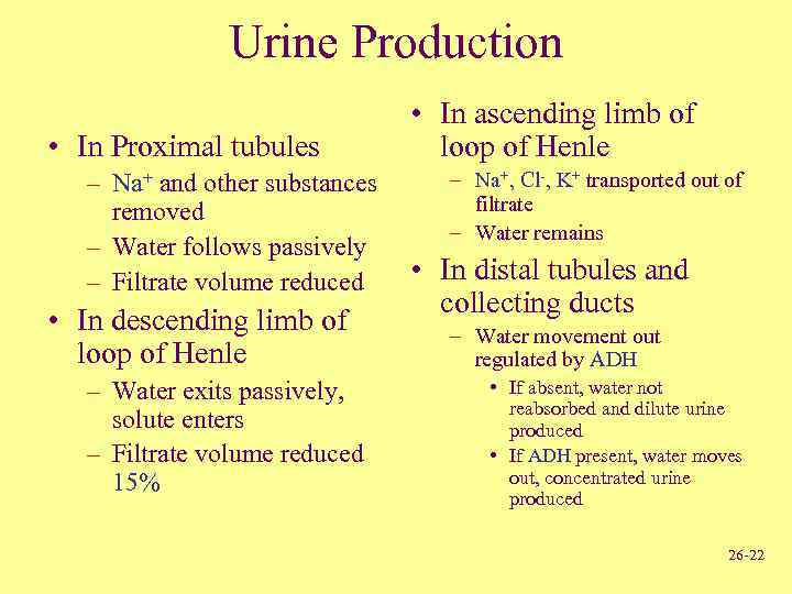 Urine Production • In Proximal tubules – Na+ and other substances removed – Water