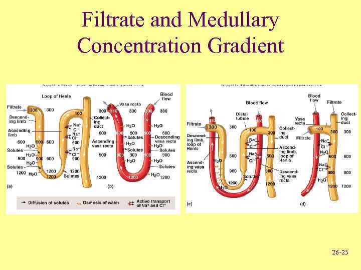 Filtrate and Medullary Concentration Gradient 26 -23 