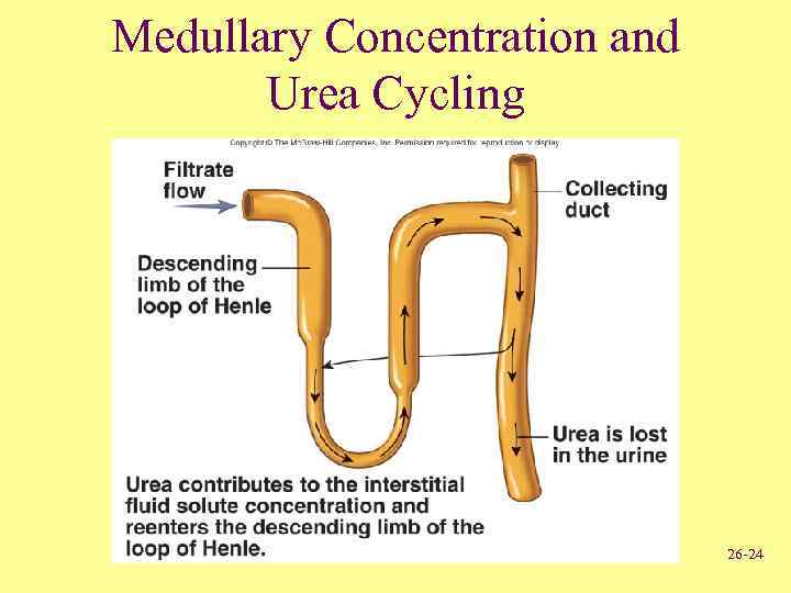 Medullary Concentration and Urea Cycling 26 -24 