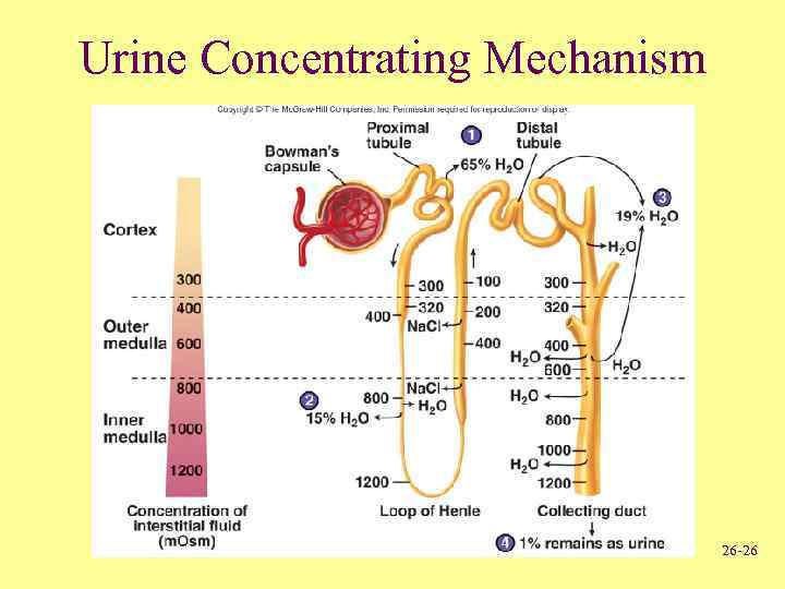 Urine Concentrating Mechanism 26 -26 