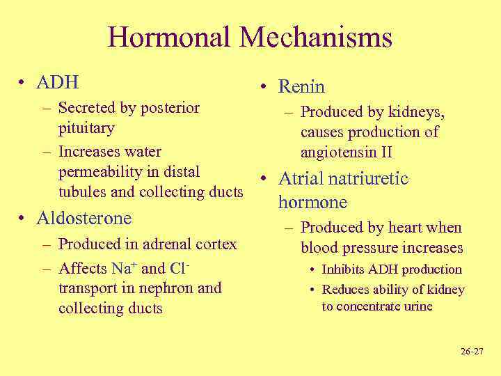 Hormonal Mechanisms • ADH • Renin – Secreted by posterior – Produced by kidneys,