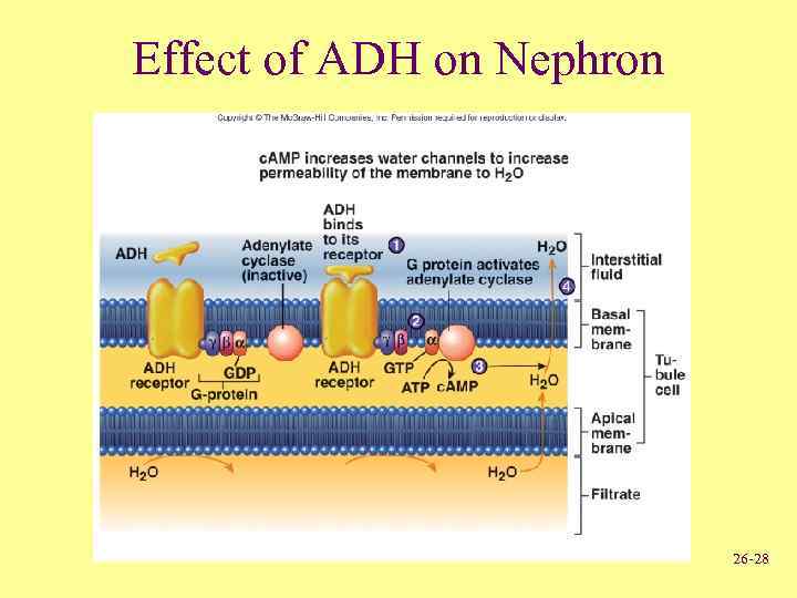 Effect of ADH on Nephron 26 -28 