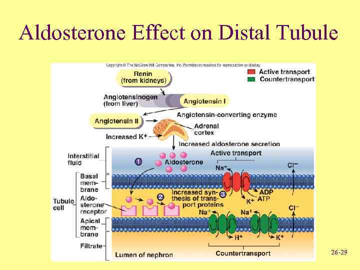 Aldosterone Effect on Distal Tubule 26 -29 