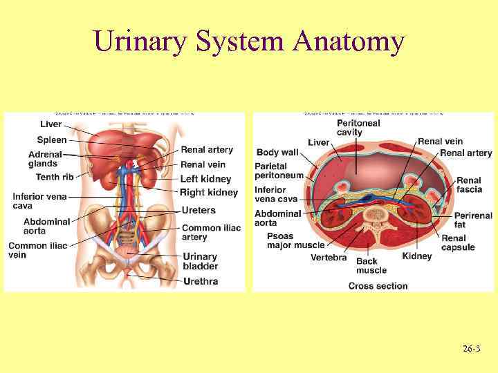 Urinary System Anatomy 26 -3 