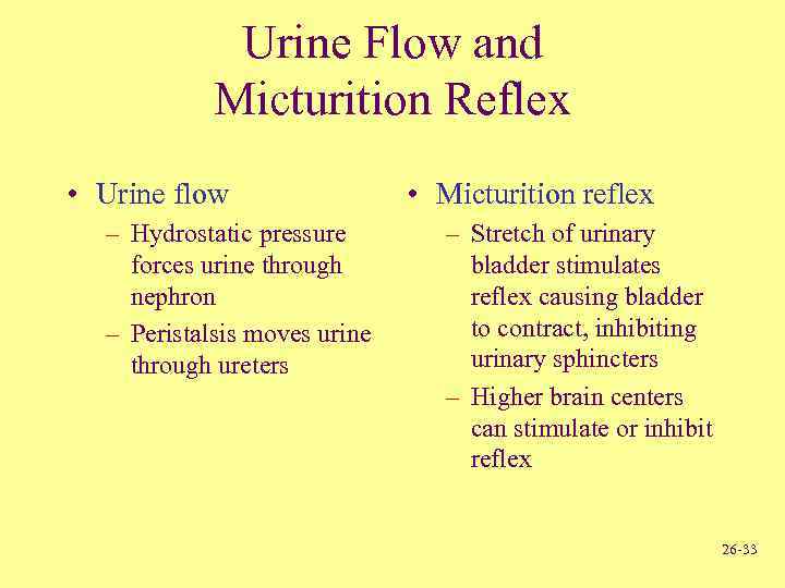 Urine Flow and Micturition Reflex • Urine flow – Hydrostatic pressure forces urine through