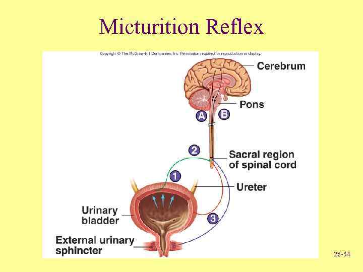 Micturition Reflex 26 -34 