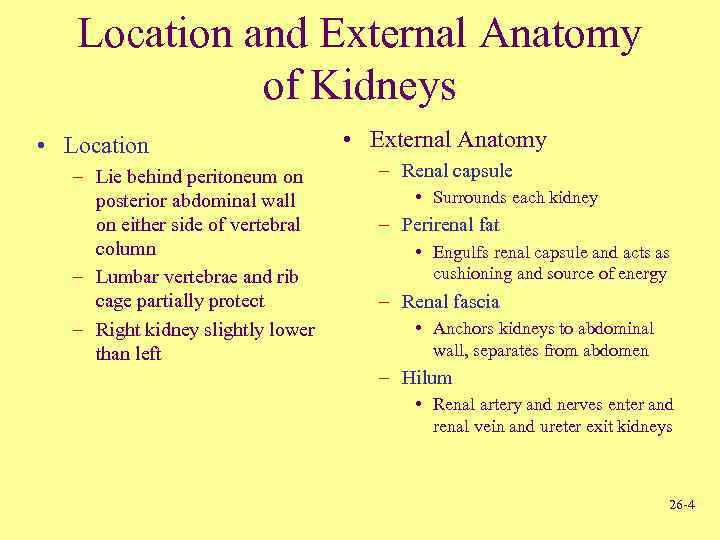 Location and External Anatomy of Kidneys • Location – Lie behind peritoneum on posterior