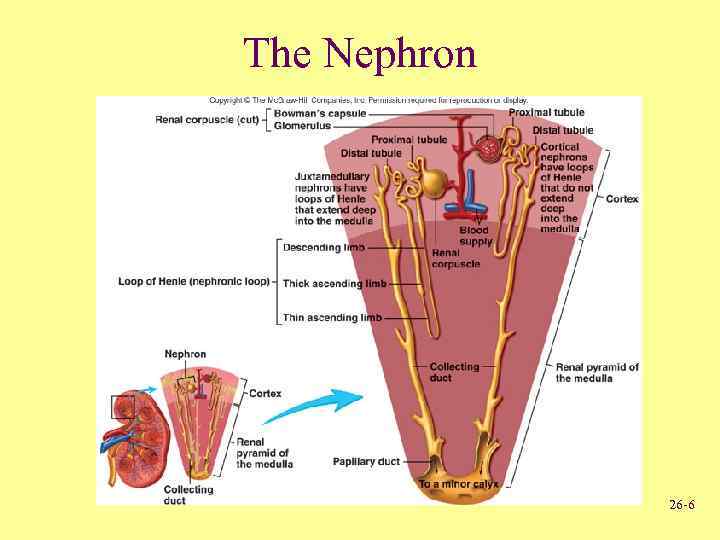 The Nephron 26 -6 