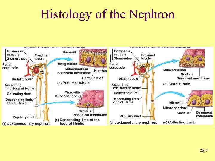 Histology of the Nephron 26 -7 