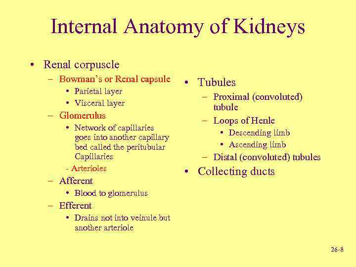 Internal Anatomy of Kidneys • Renal corpuscle – Bowman’s or Renal capsule • Parietal