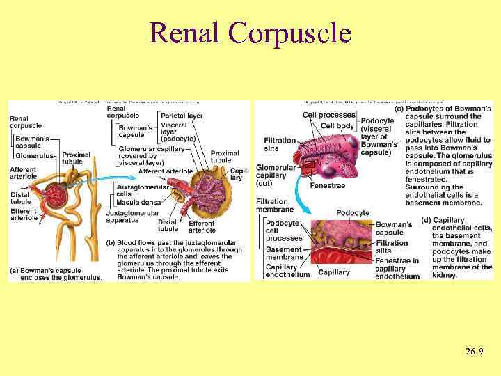 Renal Corpuscle 26 -9 