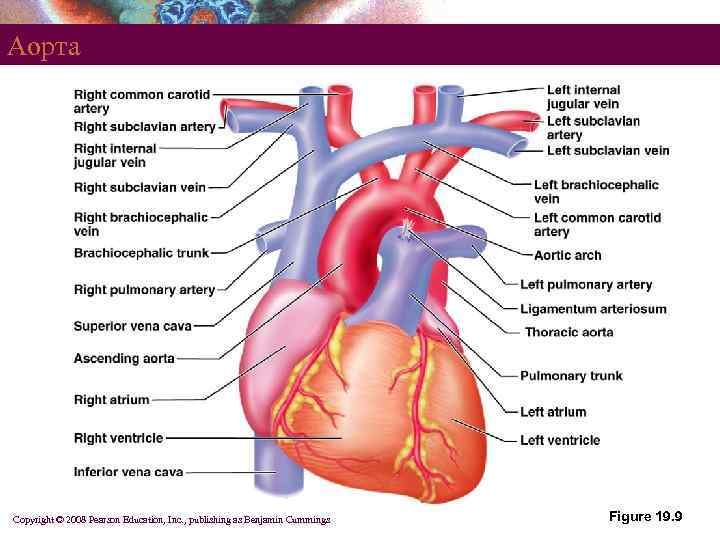 Аорта Copyright © 2008 Pearson Education, Inc. , publishing as Benjamin Cummings Figure 19.