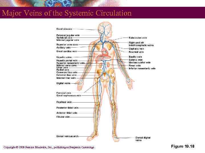 Major Veins of the Systemic Circulation Copyright © 2008 Pearson Education, Inc. , publishing