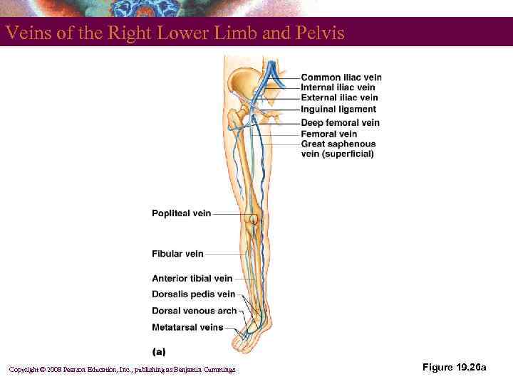 Veins of the Right Lower Limb and Pelvis Copyright © 2008 Pearson Education, Inc.