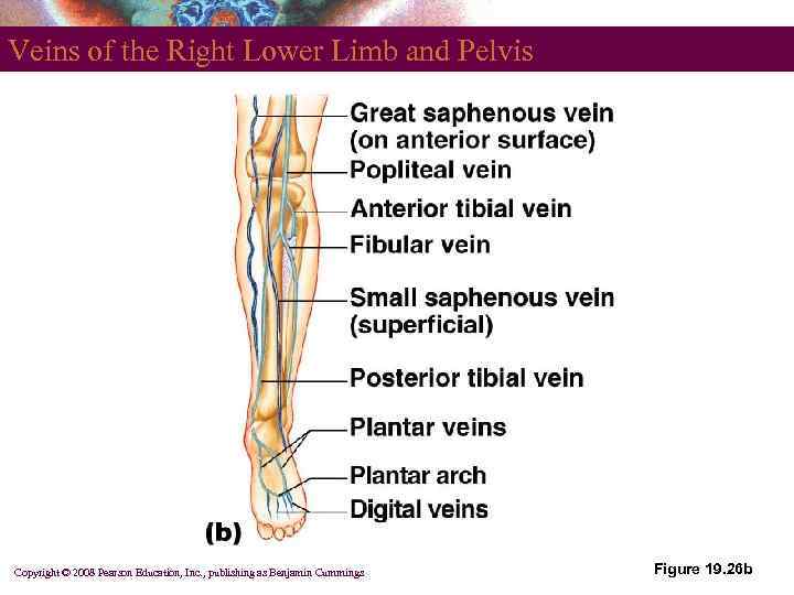 Veins of the Right Lower Limb and Pelvis Copyright © 2008 Pearson Education, Inc.