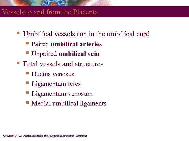 Vessels to and from the Placenta § Umbilical vessels run in the umbilical cord