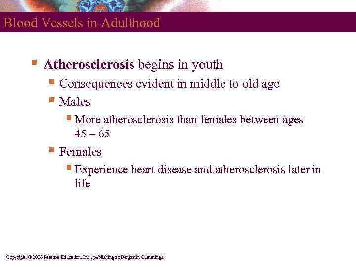 Blood Vessels in Adulthood § Atherosclerosis begins in youth § Consequences evident in middle