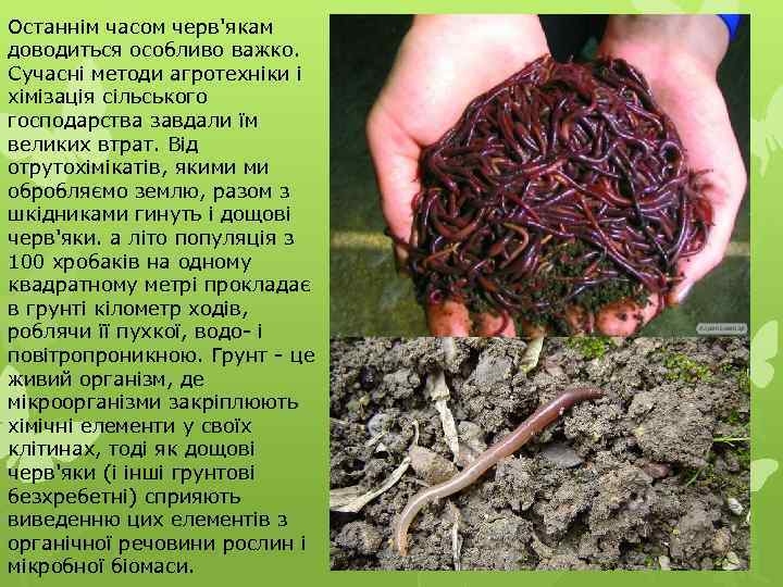 Останнім часом черв'якам доводиться особливо важко. Сучасні методи агротехніки і хімізація сільського господарства завдали