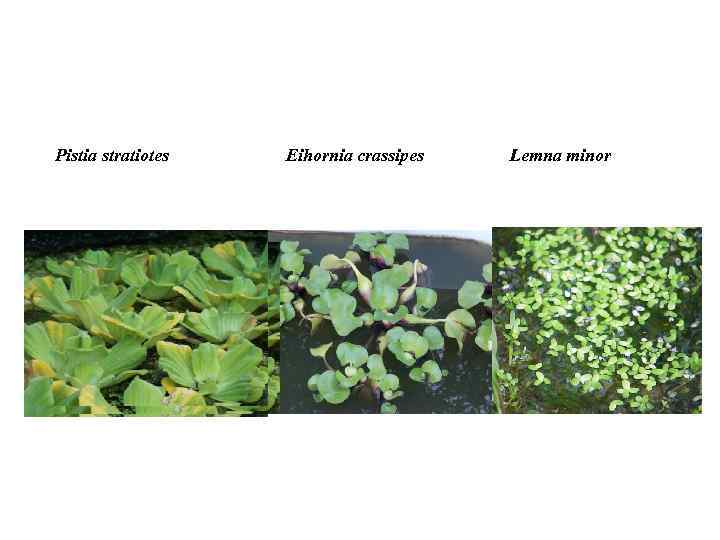 Pistia stratiotes Eihornia crassipes Lemna minor 