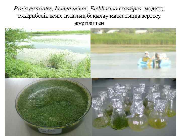 Pistia stratiotes, Lemna minor, Eichhornia crassipes моделді тәжірибелік және далалық бақылау мақсатында зерттеу жүргізілген
