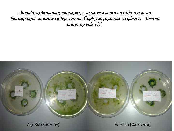 Актөбе ауданының топырақ жамылғысынан бөлініп алынған балдырлардың штаммдары және Сорбұлақ суында өсірілген Lemna minor