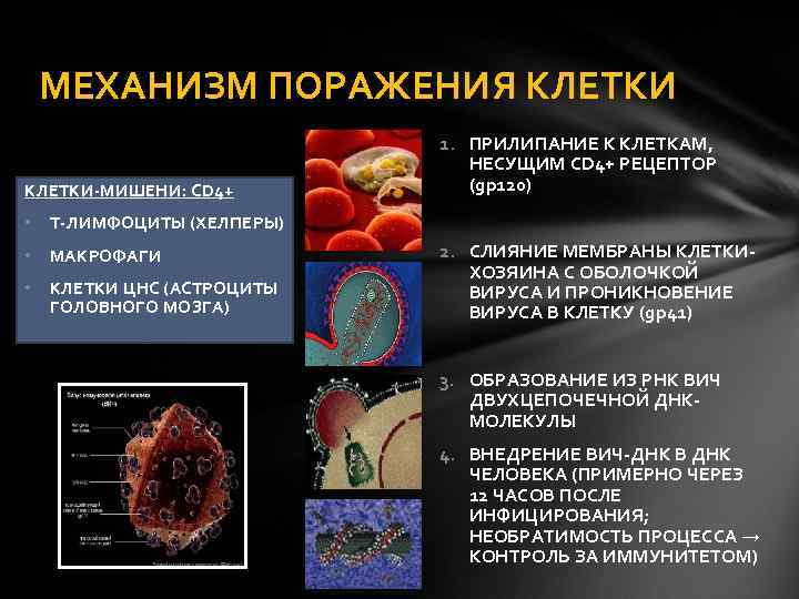 Поражения иммунной системы. ВИЧ поражает клетки иммунной системы. Cd4+ клетки ВИЧ. Cd4 лимфоциты при ВИЧ инфекции. Механизм поражения клетки ВИЧ.