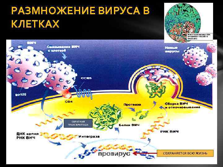 РАЗМНОЖЕНИЕ ВИРУСА В КЛЕТКАХ ОБРАТНАЯ ТРАНСКРИПТАЗА СОХРАНЯЕТСЯ ВСЮ ЖИЗНЬ 