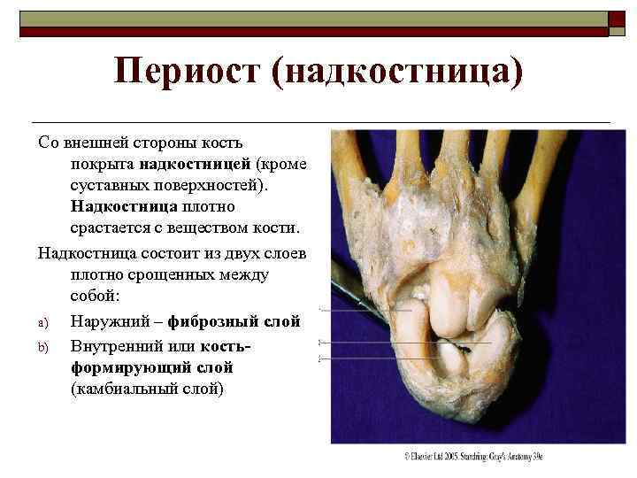 Периост (надкостница) Со внешней стороны кость покрыта надкостницей (кроме суставных поверхностей). Надкостница плотно срастается