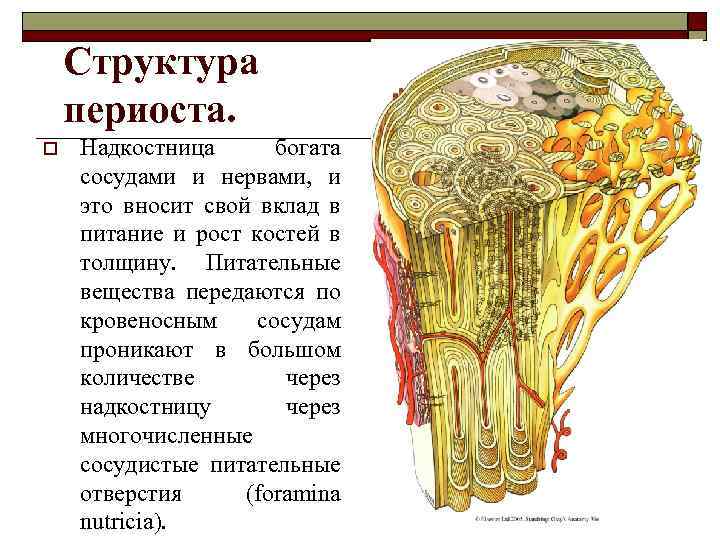 Периост это