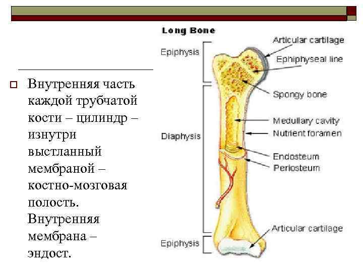 Тело трубчатой кости внутри заполнено