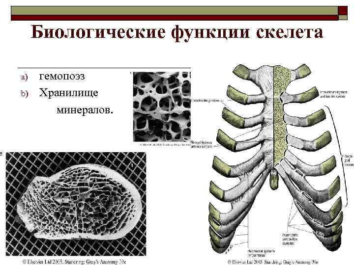 Биологические функции скелета a) b) гемопоэз Хранилище минералов. 