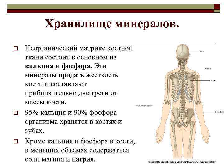 Хранилище минералов. o o o Неорганический матрикс костной ткани состоит в основном из кальция