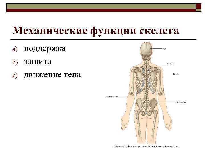Функции скелета человека механическая