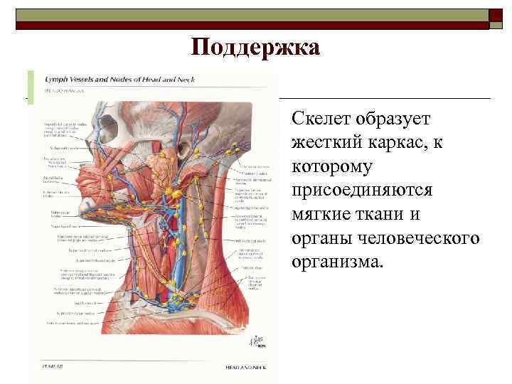 Поддержка o Скелет образует жесткий каркас, к которому присоединяются мягкие ткани и органы человеческого