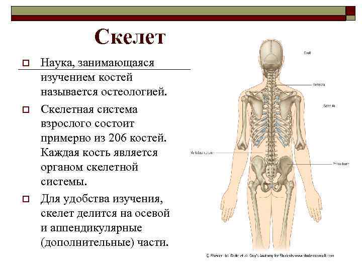 Скелетная система. Кости скелета учить. Скелетная система органов. Выучить скелет. Почему костю назвали костей